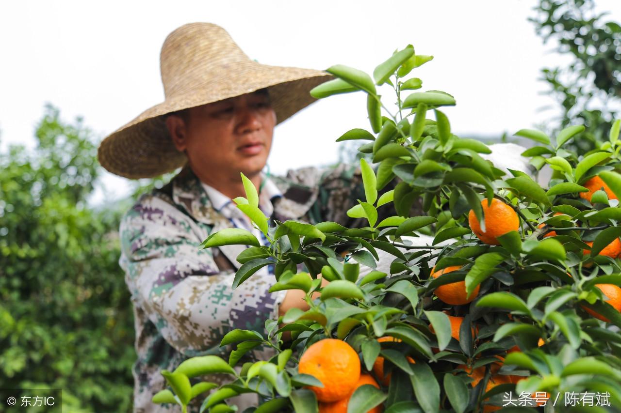 荔浦沙糖桔最新動態報道