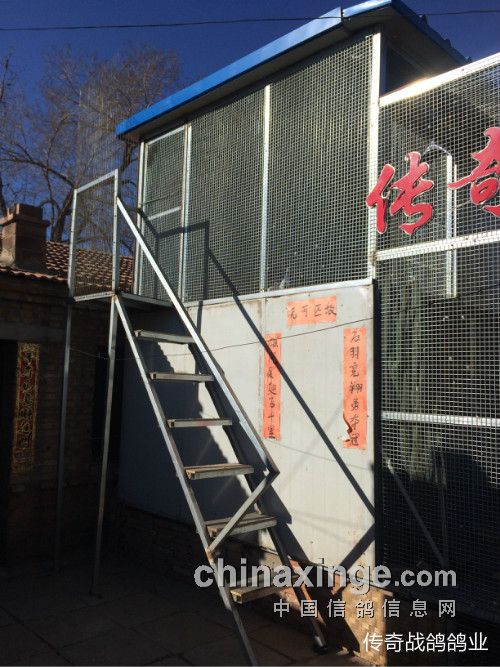 最新信鴿跳簍棚設計圖，引領鴿舍新風尚！