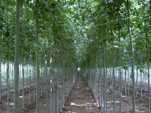 當前市場中的12公分白蠟最新價格深度解析