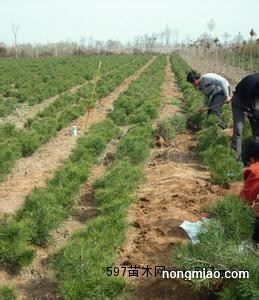 白皮松小苗最新價格及市場走勢多元觀點探討