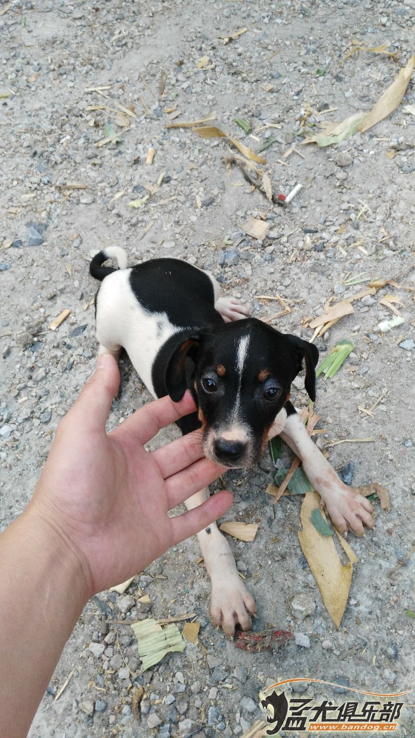 太倉(cāng)犬最新出售信息匯總