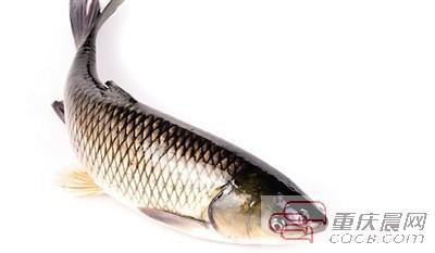 白沙洲淡水魚最新價格,白沙洲淡水魚最新價格指南