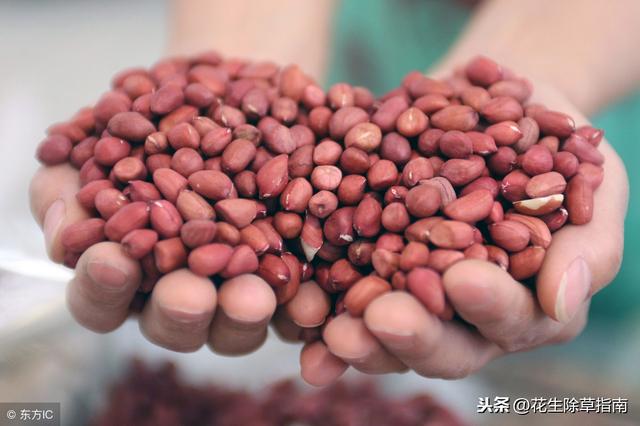 南陽市花生米最新價格,南陽市花生米最新價格，時代的印記與市場的脈動