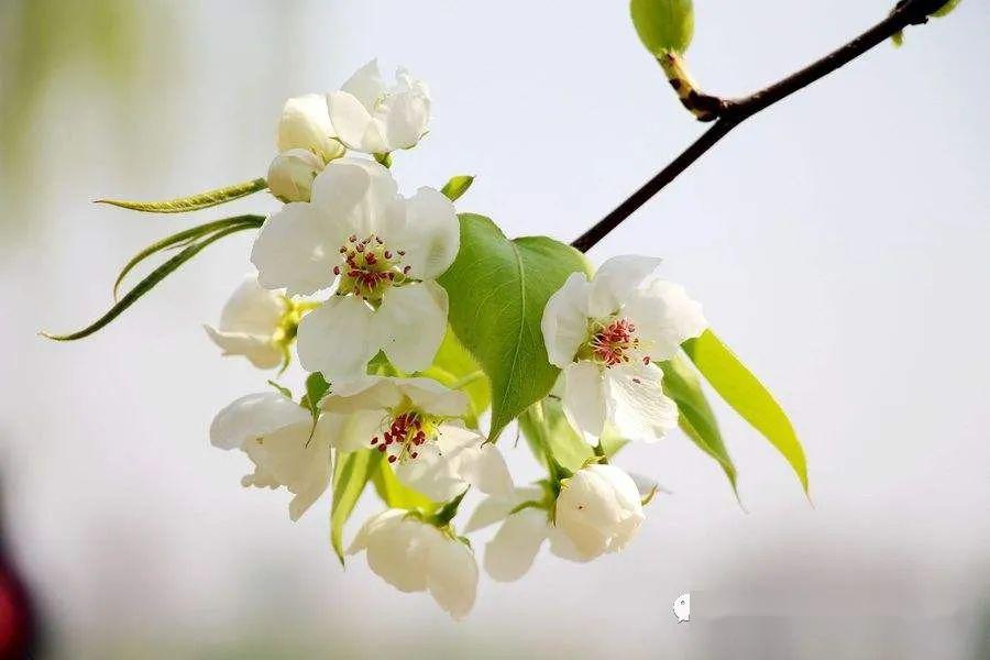 梨花屬于什么生肖,數據管理策略_數線程版41.744