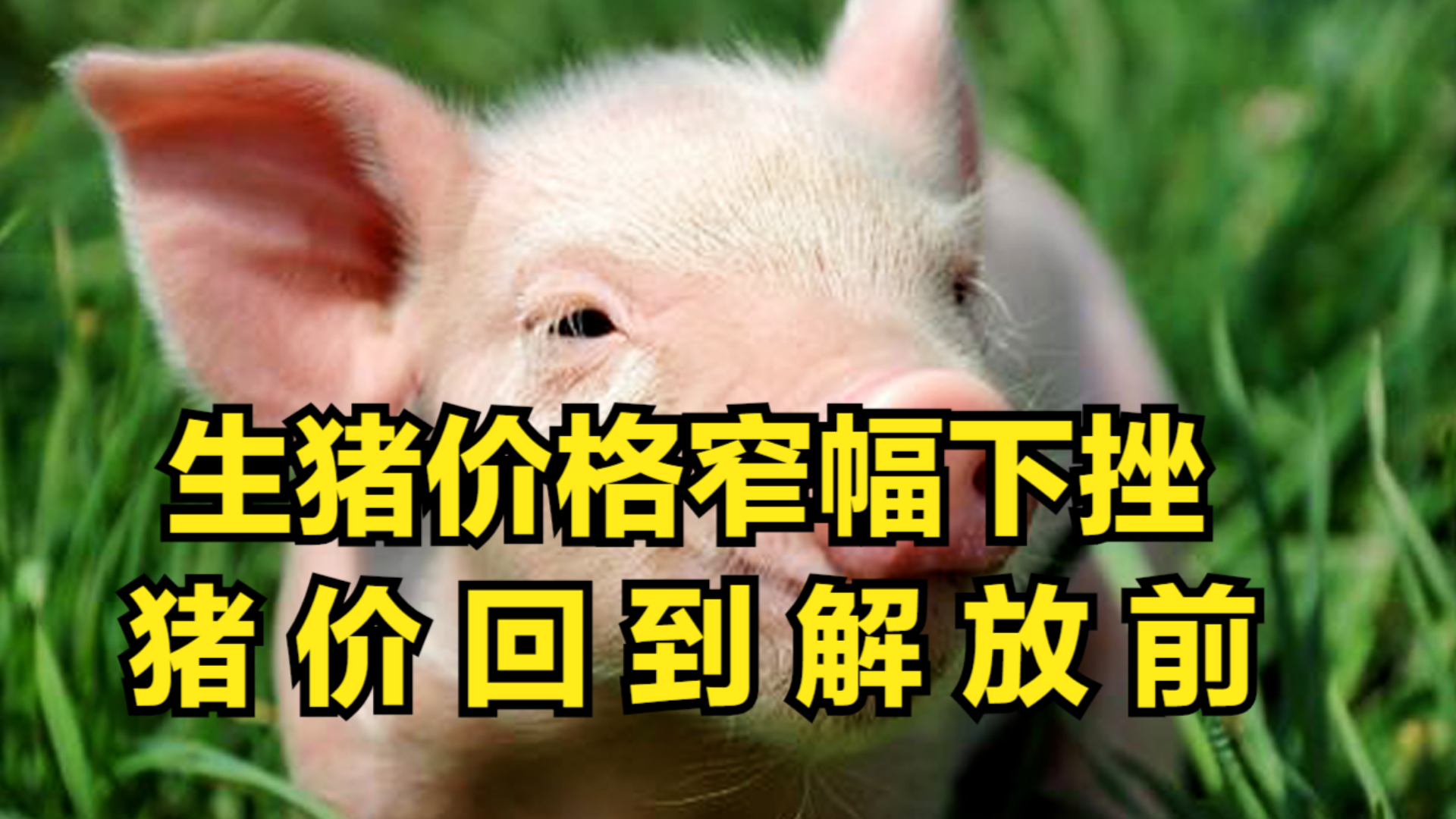 最新豬行情價格消息與小巷深處的味覺秘境探索