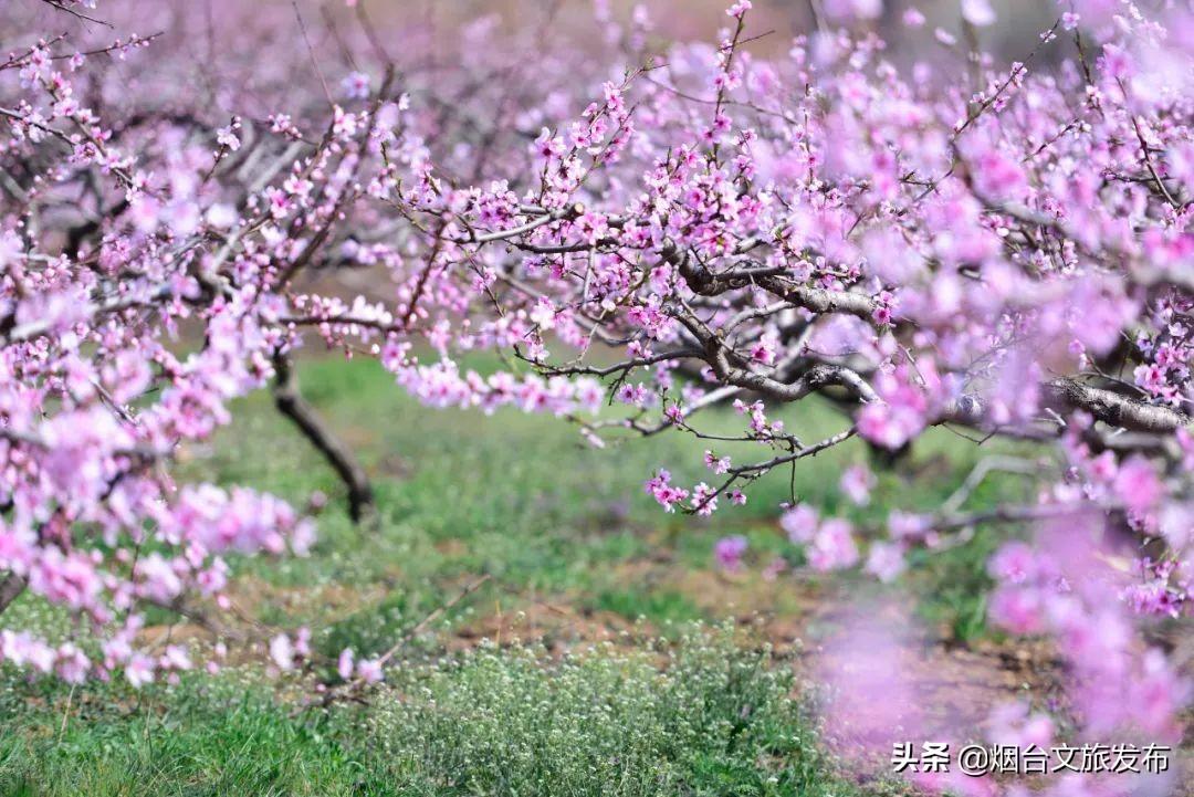 煙臺十里洋房最新房價及其背后的溫馨故事