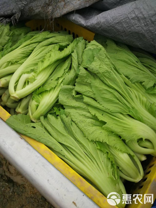 酸芥菜最新價格，小巷深處的獨特美味揭曉