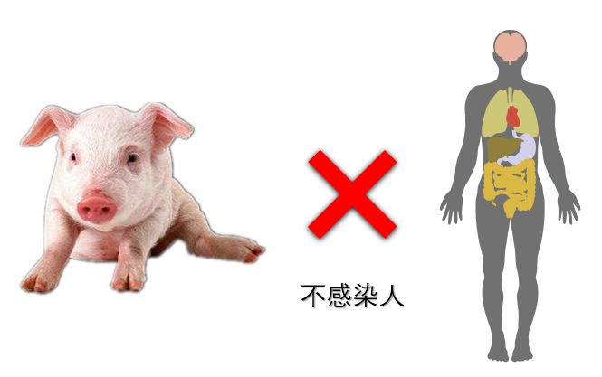 時代背景下的豬病最新視頻深度洞察