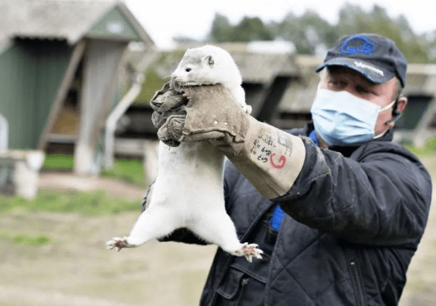 丹麥水貂最新動態，探索自然美景之旅，尋覓內心平和與喜悅的旅程