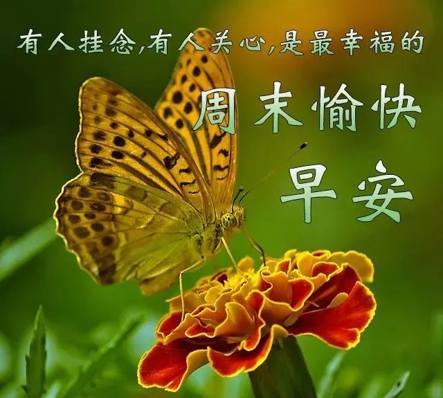 早上好最新圖片分享，周末愉快時刻