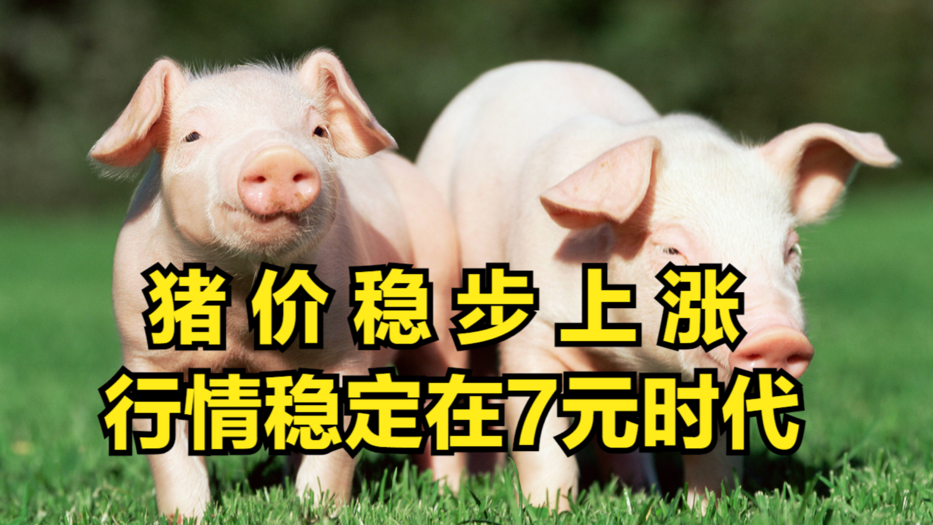 10月豬價最新行情及步驟指南