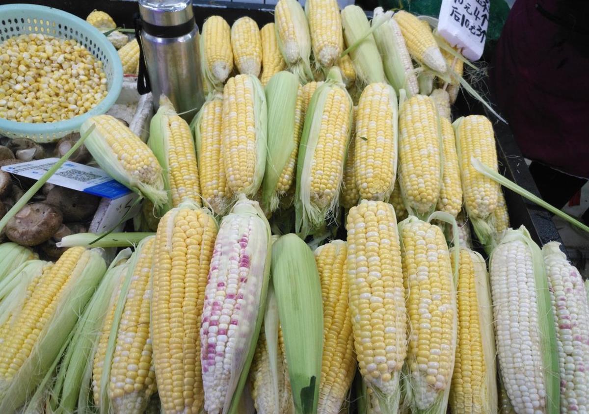 新鮮玉米上市，愛(ài)與陪伴的甜蜜時(shí)光開(kāi)啟