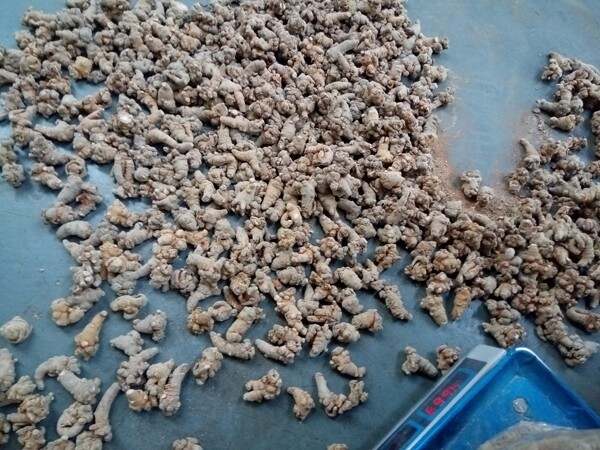 30頭三七價格背后的故事，探尋溫情與價值的交織