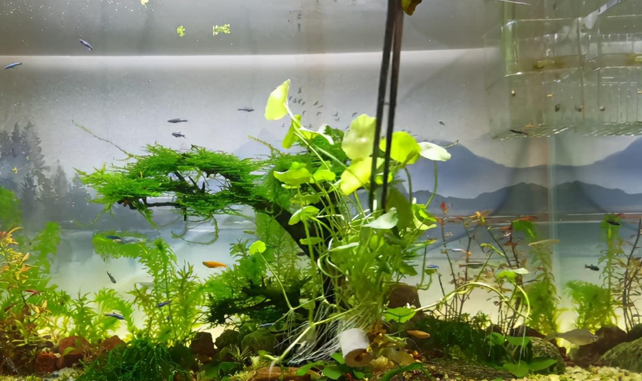 養魚缸圖片價格,養魚缸圖片價格，從微小起步到巨大變化，賦予你自信與成就感的力量