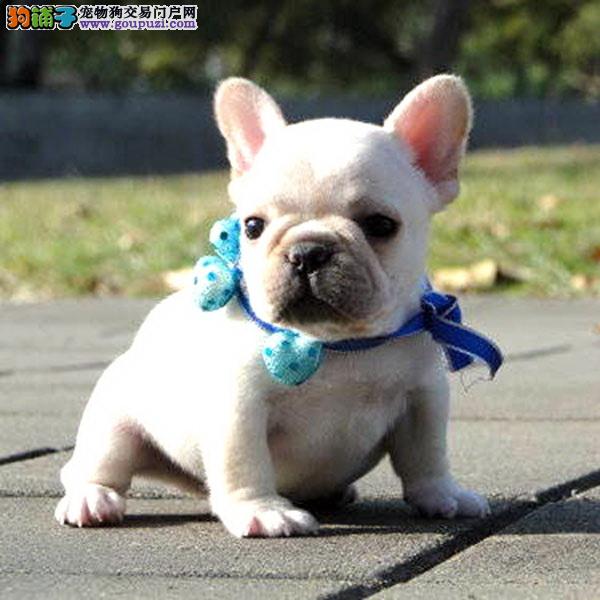 法國斗牛犬幼犬價格的深度分析與探討