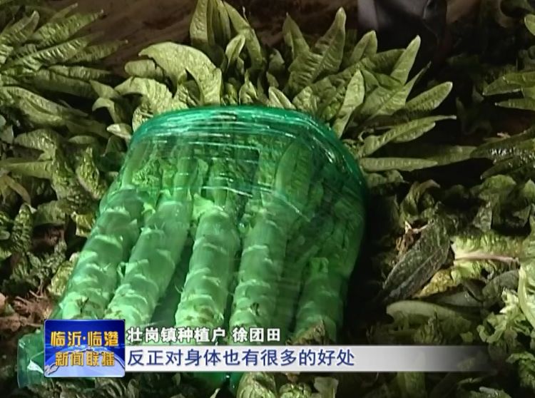 最新萵苣價格揭秘，吃貨們不容錯過的關注焦點！