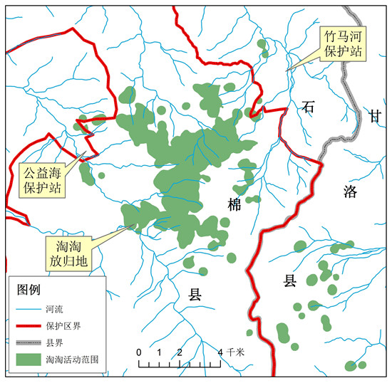 大熊貓淘淘最新動態更新，淘淘的最新生活揭秘