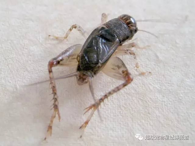 蟋蟀比賽規(guī)則深度解析，帶你領(lǐng)略斗蟋魅力，探索新世界！