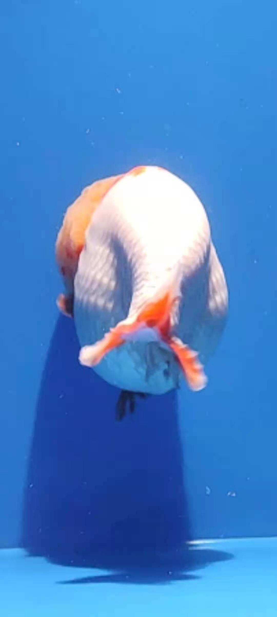 魚游泳比賽的潛力與挑戰，生態娛樂活動的探索與挑戰