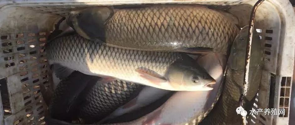 最新草魚價格行情走勢分析與預(yù)測