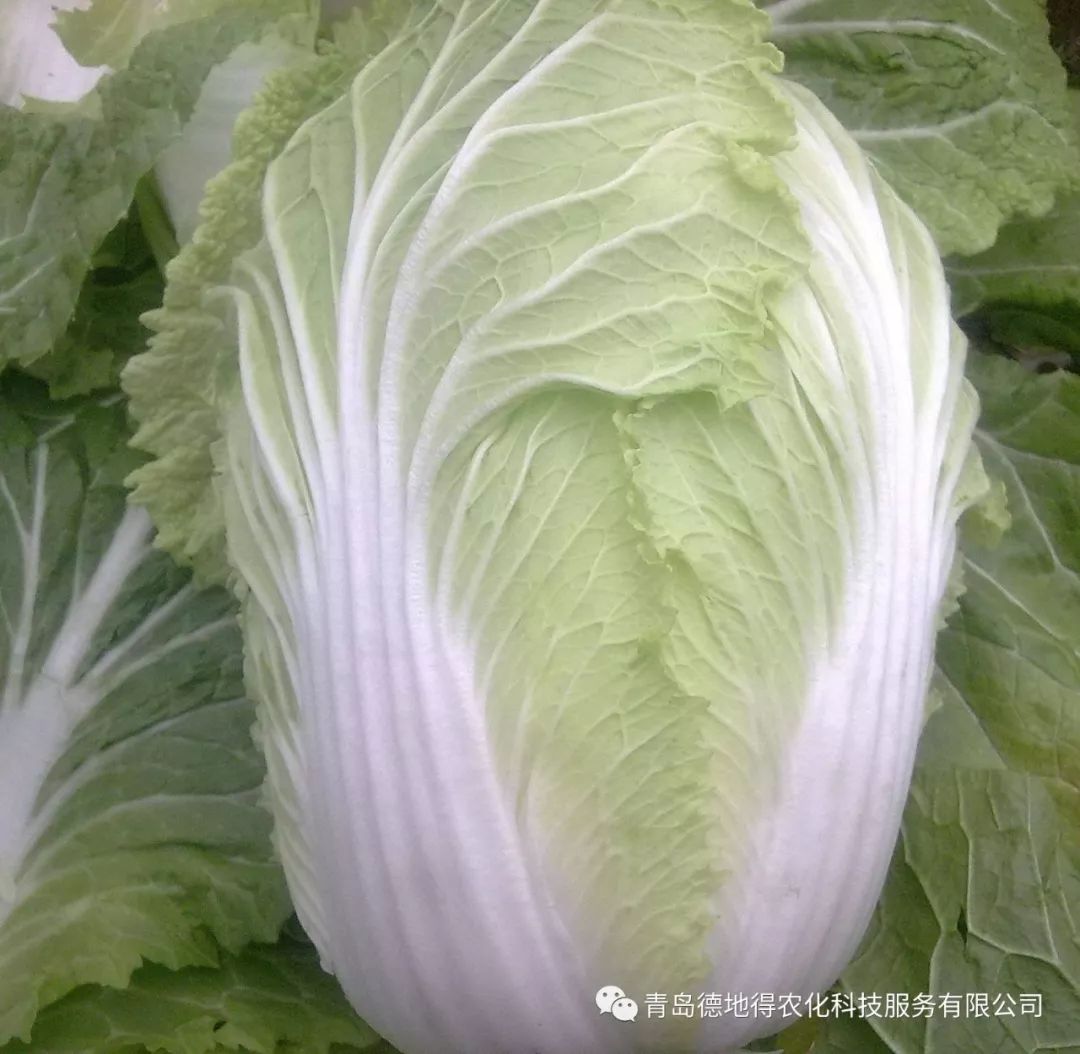山東白菜最新價(jià)格行情分析