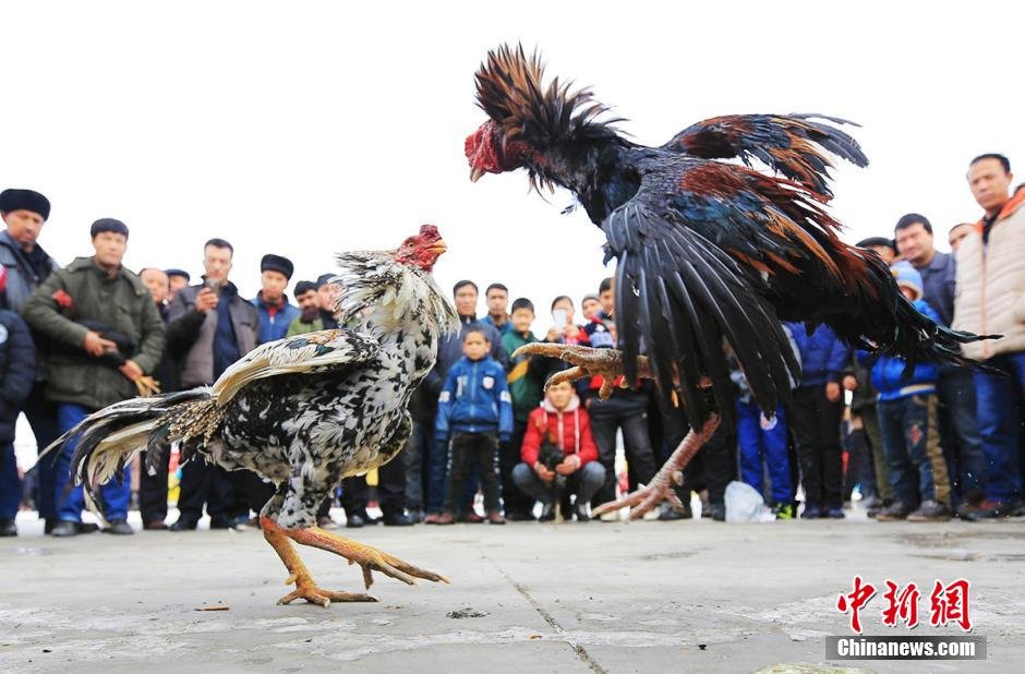 貴陽斗雞比賽，傳統與現代競技的激情碰撞