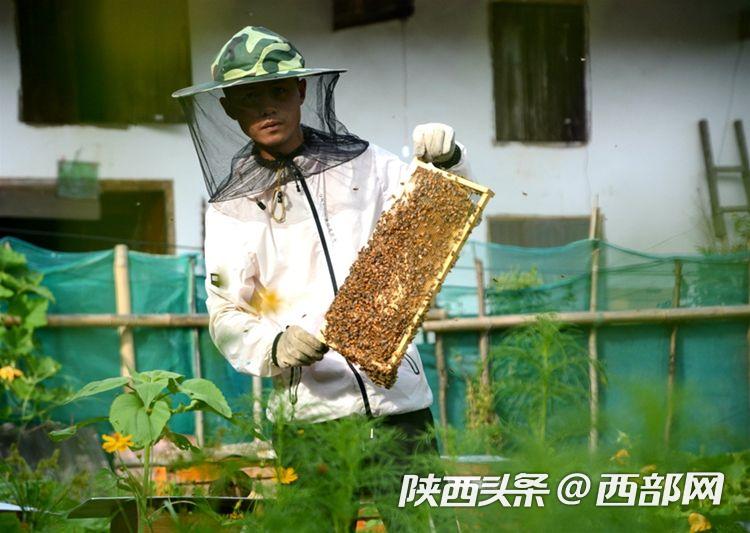 最新中蜂育王技術，背景、進展與重要地位