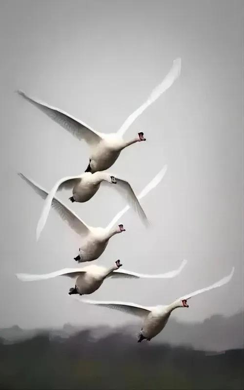 最新白燕鳥鳴叫視頻，自然美景的探索之旅，心靈平靜之聲