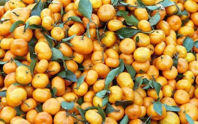 沙糖桔最新動(dòng)態(tài)，小巷深處的甜蜜誘惑揭秘