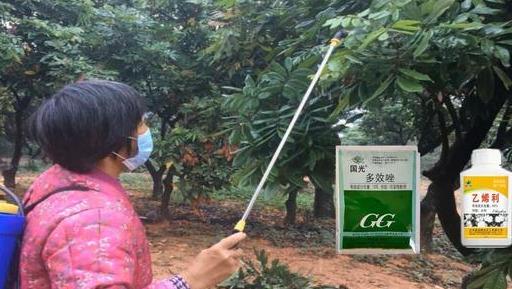 龍眼上市，市場繁榮與個人立場的考量與探討