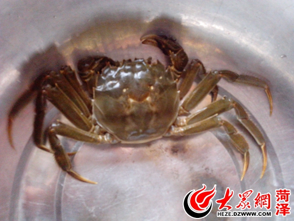 吃蟹比賽，味蕾與自信的競技盛宴