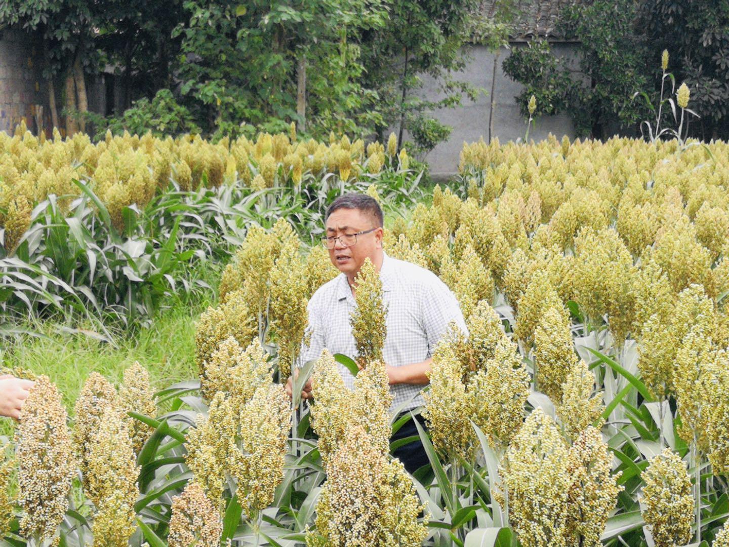糯高粱價格，歷史背景、重要事件與產(chǎn)業(yè)地位詳解