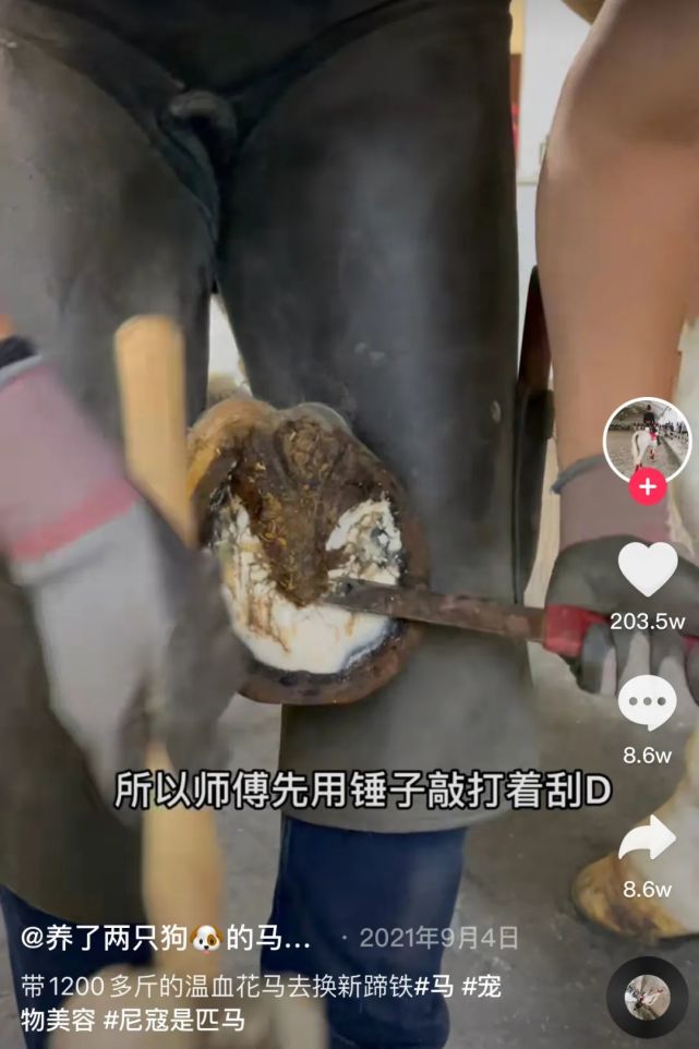 修牛蹄步驟指南，最新方法與技巧