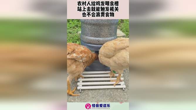 最新雞食槽，變化中學(xué)習(xí)，鑄就自信與成就之路