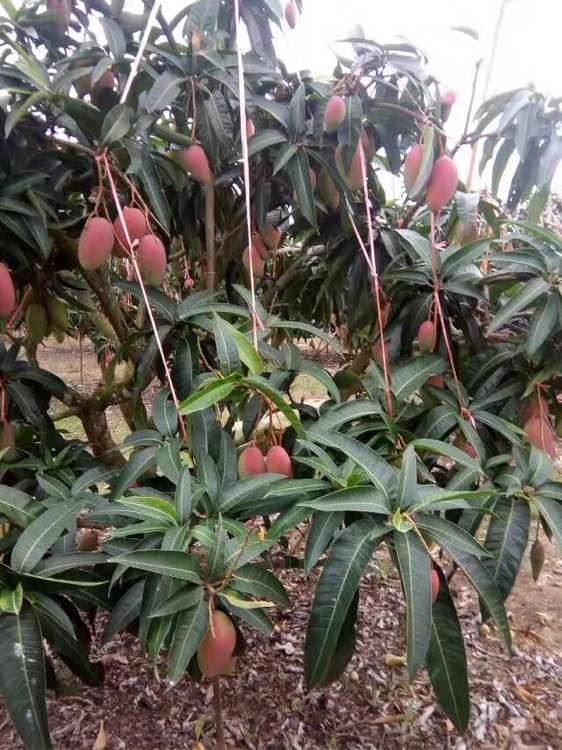 果香中的友情與家的溫暖，最新芒果銷售分享