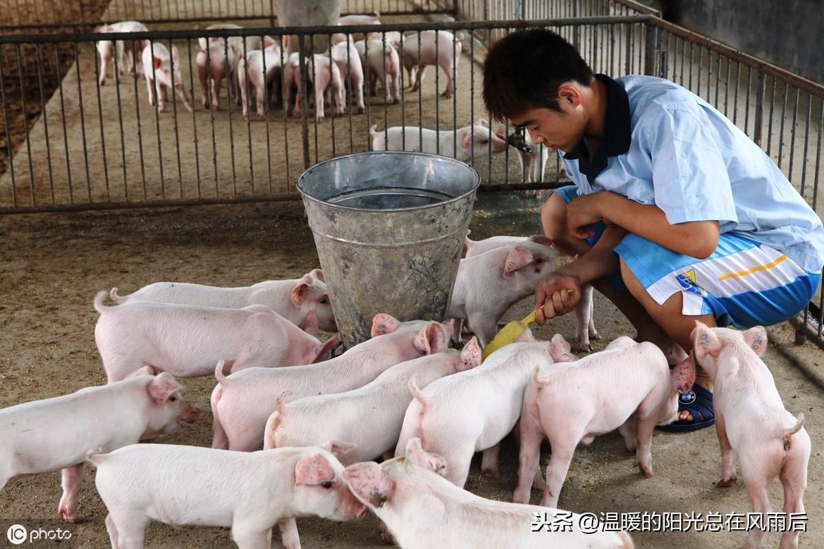 科技重塑肉類市場，最新肉價規定引領未來生活新篇章