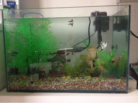 最新魚缸圖，家的溫馨與友情的漣漪展現